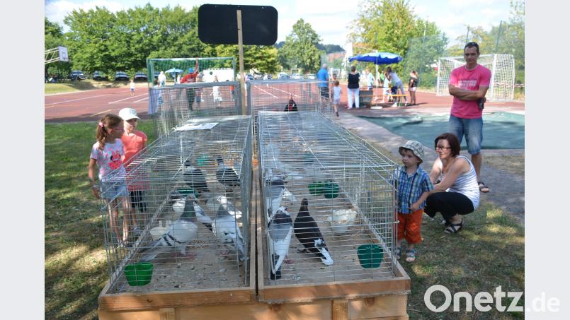 Immer wieder bekommen die Meerschweinchen und Kaninchen Besuch von Kindern und ihren Eltern. ak