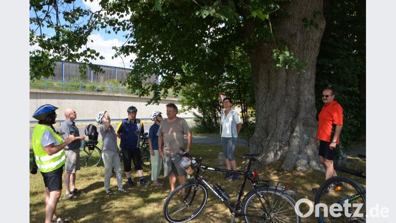 Natürlich legte die Radgruppe mit Diplom-Biologin Mathilde Müllner am wohl berühmtesten Lindenbaum in der Region, am &quot;Kalten Baum&quot;, einen Halt ein. dob