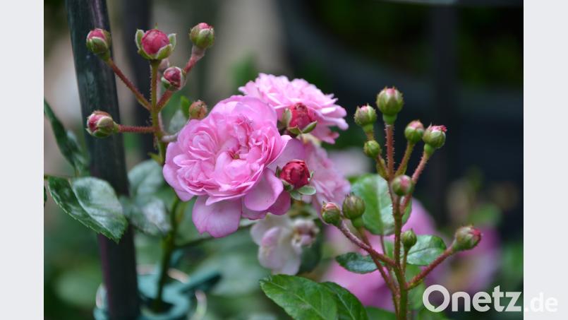 Neben den alten Blüten entstehen nach dem Sommerschnitt bereits neue Knospen. Werden die alten Triebe nicht entfernt, steckt die Rose ihre ganze Energie in die Hagebutten. mip
