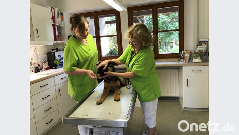 Tierärztin Yvonne Federl (rechts) und Patricia Loy, die gerade ihre Ausbildung zur Tiermedizinischen Fachangestellten macht, untersuchen einen jungen Hund vor Antritt der Urlaubsreise. Gabi Eichl