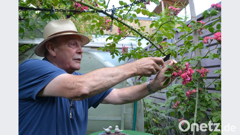 Franz Wänninger schneidet seine Rosen mit der Blüte und zwei bis drei Blättern vor dem ersten guten &quot;Auge&quot; ab. So bekommt die Rose eine zweite Blüte und einen kompakten Wuchs. mip