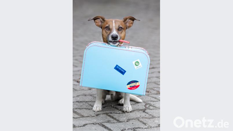 Auch Hunde brauchen im Urlaub einen Koffer. stock.adobe.com/Javier brosch