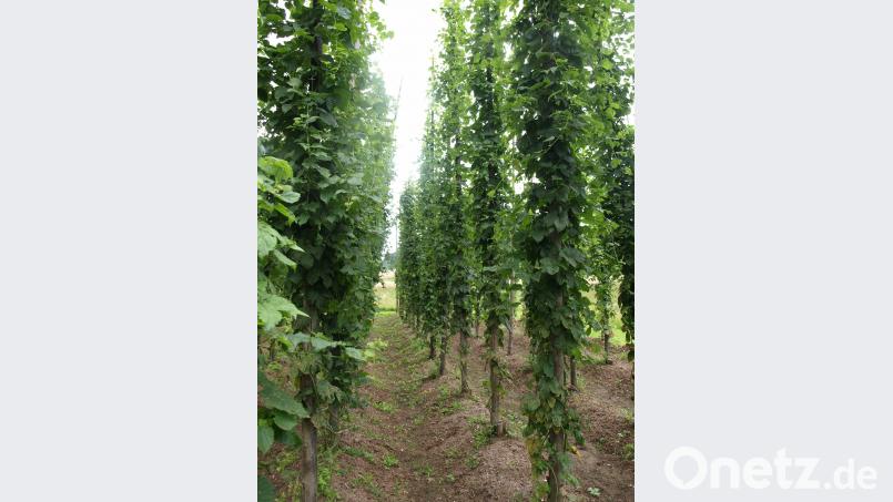 In einem kleinen Hopfengarten wird in Illschwang auch heute noch Hopfen kultiviert. Harald Mohr