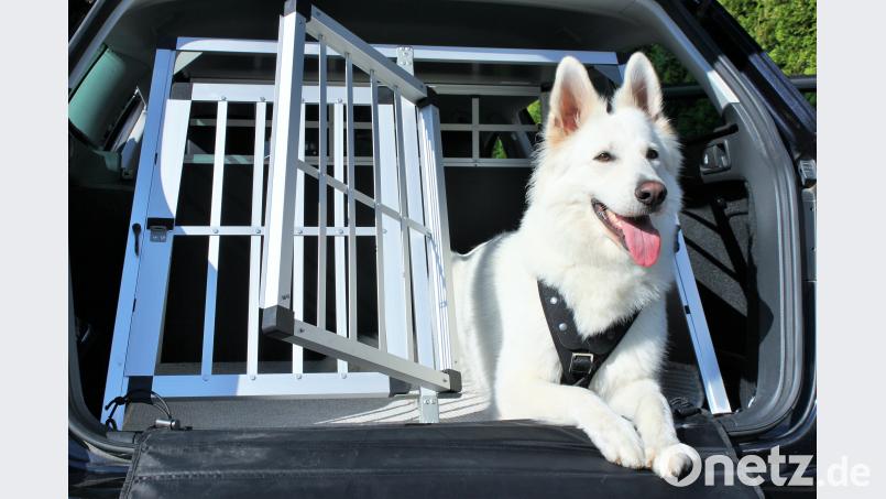 Der Hund ist nach Straßenverkehrsordnung als „Ladung“ definiert. Er muss deshalb gut in einer Transportbox, mit einem Gurt oder einem Trenngitter gesichert sein. stock.adobe.com/Fotomanufaktur JL