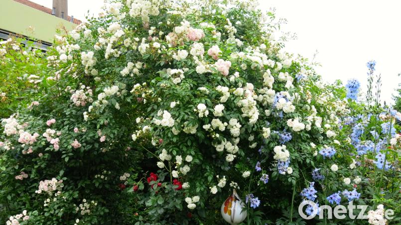 Die &quot;Kirsch-Rose&quot; (rosa Blüte) und die &quot;Unschuld&quot; (weiße Blüte) wurden mit Goldmedaillen ausgezeichnet. exb/Franz Wänninger