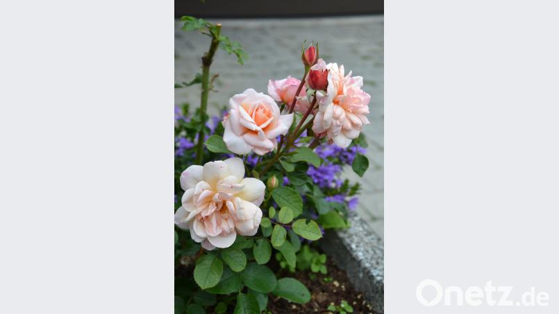 Nicht nur hinter, sondern auch vor dem Haus blüht es im Sommer in vielen Farben. mip