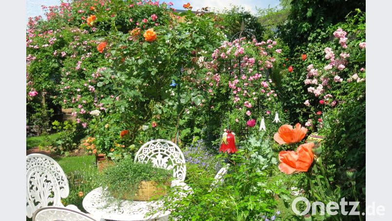 Wenn die Rosen in voller Blüte stehen, duftet es in Franz Wänningers Garten an jeder Ecke anders. exb/Franz Wänninger