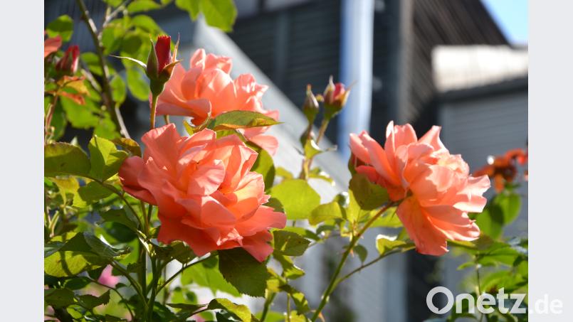 Auch kräftiges Orange ist neben zartem Rosa und Weiß in Franz Wänningers Garten zu finden. mip
