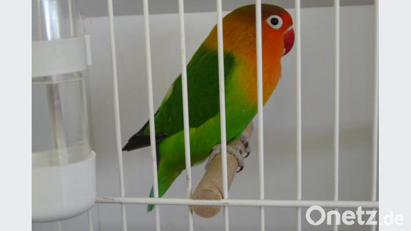 Prachtexemplare wie dieser Großsittich machen der Jury die Entscheidung nicht leicht. rlö