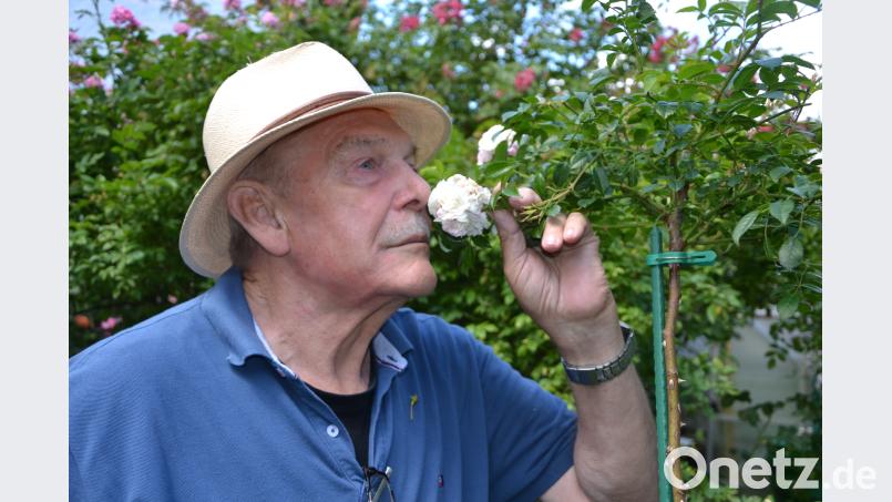 Eine volle Rosenblüte im Juli ist der Traum für alle Rosenfreunde. Danach steht der wichtige Sommerschnitt an. mip