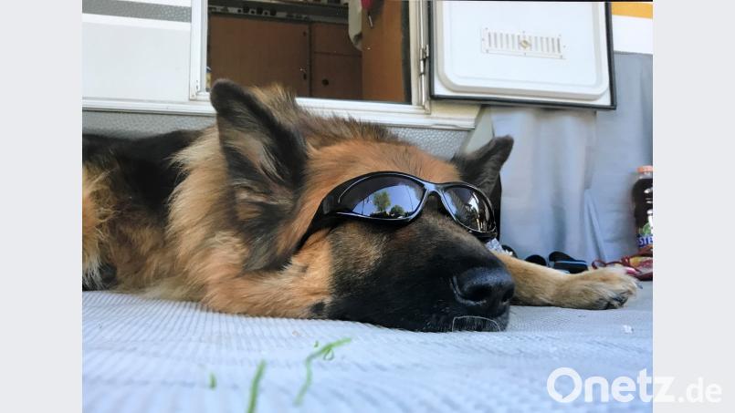 Was wie ein Gimmick aussieht, kann durchaus sinnvoll sein. Bestimmte Hunderassen haben empfindliche Augen, die man mit speziellen Sonnenbrillen für Hunde schützen kann. exb/Yvonne Federl