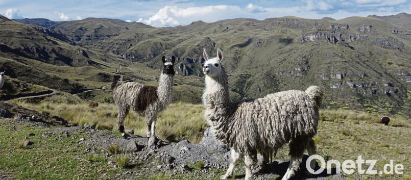 Zwei Alpakas weiden in den Anden. Im Hintergrund die Serpentinen, die die Busreisenden auf dem Weg zu den Projekten zurücklegen mussten. Günther Rambach