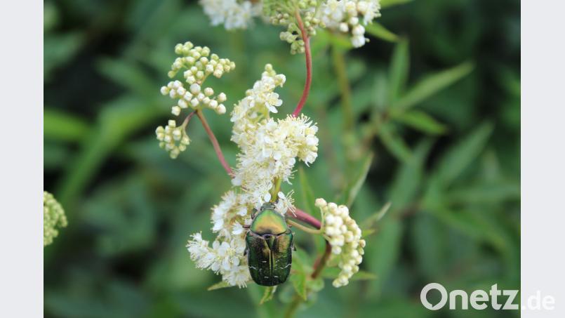 In der geschützten Staudenflur nahe des Flusses erklimmt ein Rosenkäfer Mädesüß. Weiß