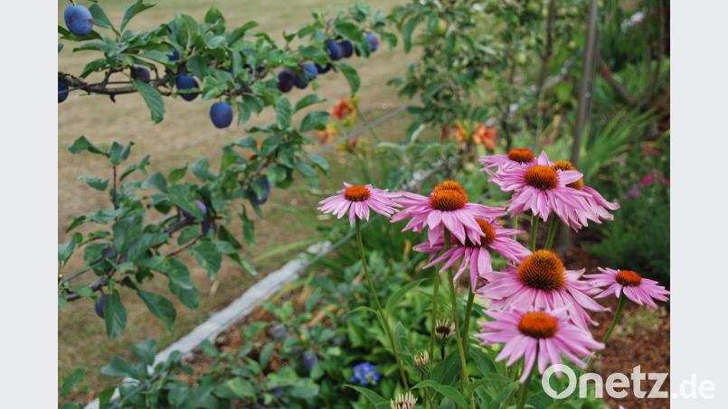 Der noch junge Zwetschgen-Spalierbaum trägt heuer viel Obst. Portner