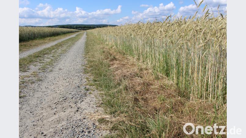 Getreidefeld ohne Ackerbeikräuter mit abgemähten Rändern. Weiß
