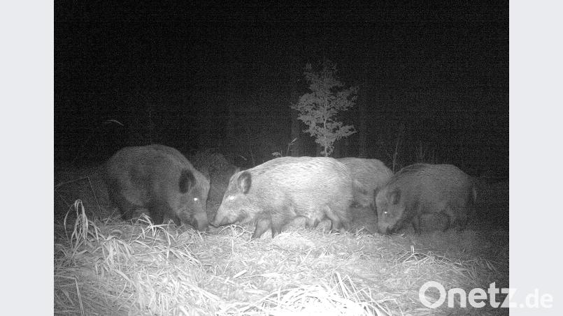 In der Nacht sind alle Schweine grau. Besondere Zieltechnik könnte die Bejagung der nachtaktiven Wildart erleichtern, ist aber umstritten. Der Landkreis erlaubt den Einsatz jetzt, macht allerdings sehr strenge Vorgaben. sr