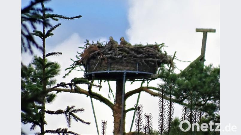 Die zwei jungen Fischadler sind gerade mal mit dem Fernglas in ihrem Horst zu 	erkennen. Vor kurzem haben sie Besuch erhalten, wurden gewogen, begutachtet und erhielten Ringe zur späteren Identifizierung. jml