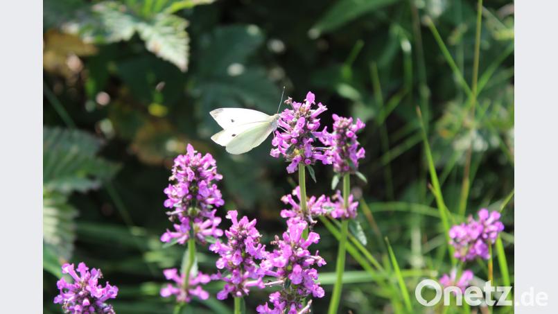 Dieser Anblick wird immer seltener. Insekten, und damit auch Faltern, fehlen zunehmend geeignete Lebensräume. Gabriele Weiß