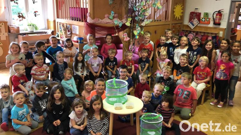 Gespannt verfolgen die Kinder in den nächsten Tagen die Verwandlung zum schönsten Schmetterling. njn