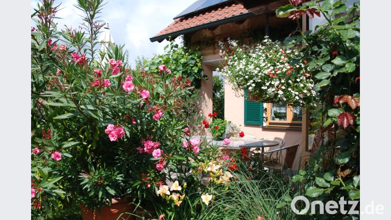Die Terrasse ist von blühenden Stauden umgeben. Portner