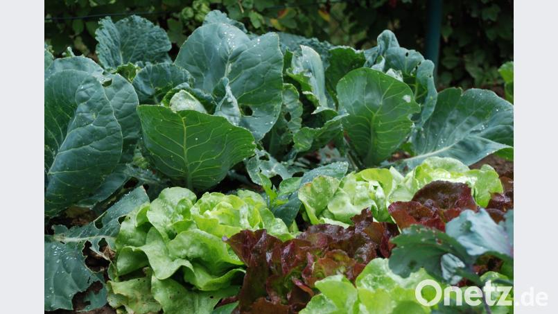 Der Gemüsegarten mit Salat und Kohl. Portner