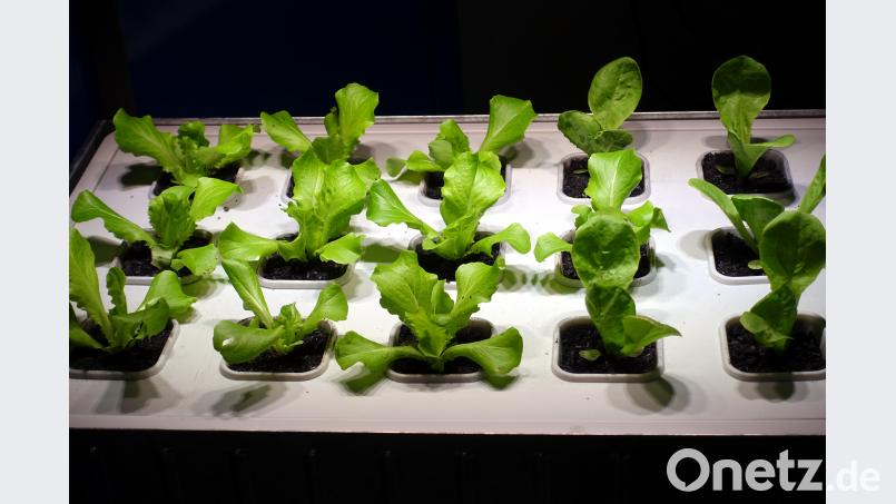 Dieser Salat wächst auf Bierkohle statt Blumenerde. Bild: gac