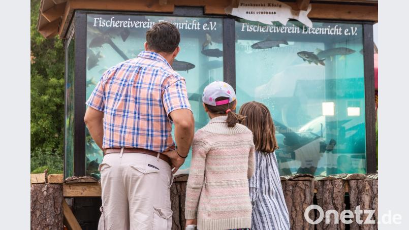 Wo sonst kommt man heimischen Fischen so nah - und bleibt dabei selbst so trocken. Das große Aquarium ist immer ein Anziehungspunkt für die Besucher. pml