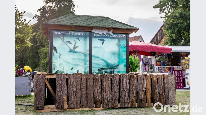 Das große Aquarium mit heimischen Fischen wird jedes Jahr zum Fischerfest aufgestellt. pml