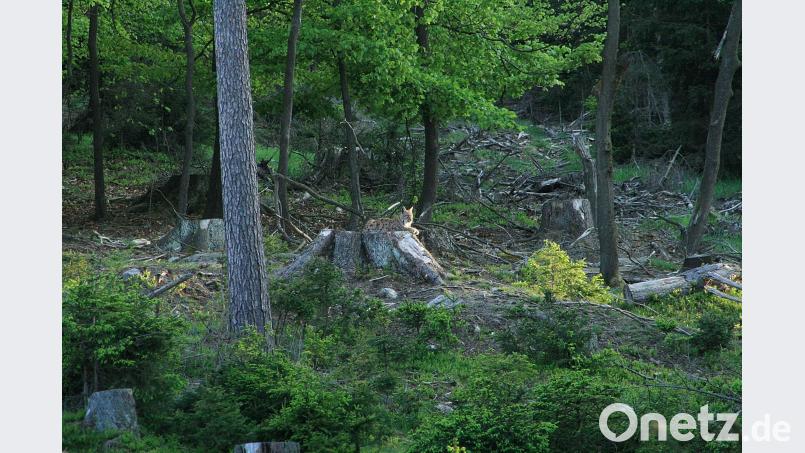Der im April freigelassene Luchs ist dem Steinwald treu geblieben. Die aus großer Entfernung geschossenen Bilder lassen die Annahme zu, dass sich der Luchs in der Region gut eingelebt hat. bsc