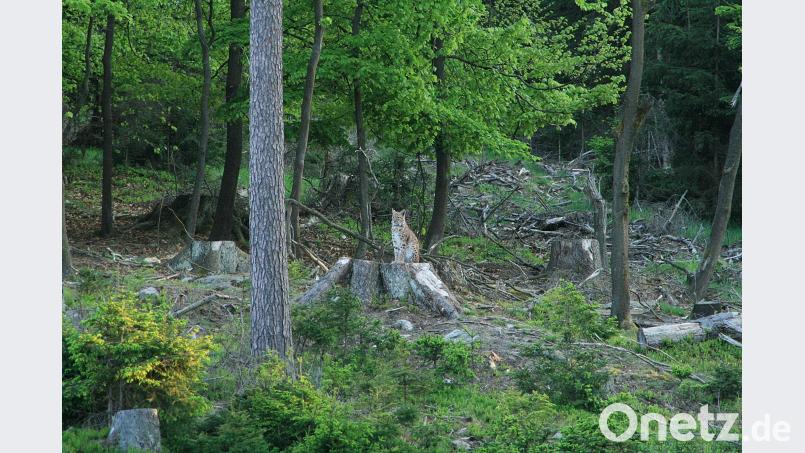 Luchs sitzend exb