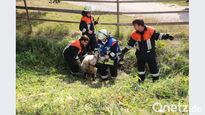 Die Einsatzkräfte haben Schafe aus einer hilflosen Lage gerettet. jma