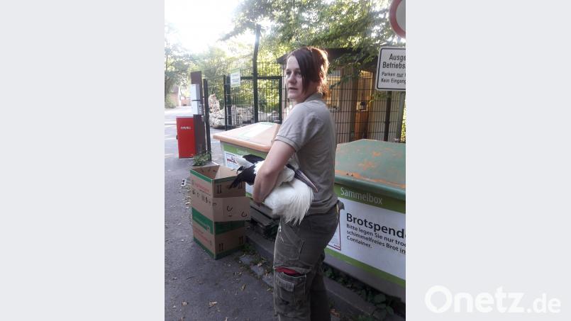 Im Schwitzkasten: Eine Mitarbeiterin des Nürnberger Tiergartens schnappt sich an der Schranke zum Zoo den verletzten Weidener Jungstorch und bringt ihn auf die Quarantänestation. exb