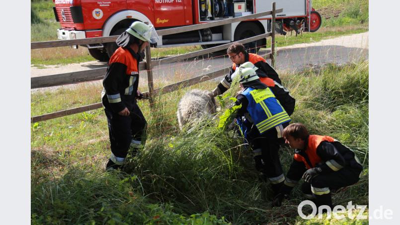 Die Einsatzkräfte haben Schafe aus einer hilflosen Lage gerettet. jma