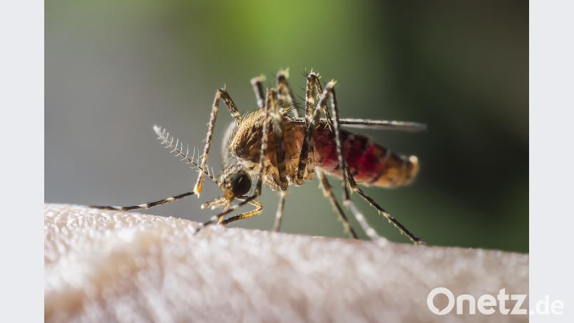 Vom verkeimten Wasser bis zu Mücken, die Krankheiten übertragen: Zum Urlaub gehört die Reiseapotheke. PeterO - stock.adobe.com