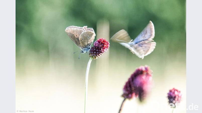 Der Dunkle Wiesenknopf-Ameisenbläuling verbringt fast sein ganzes Leben auf dieser Pflanze. Er ernährt sich von dem Nektar des Großen Wiesenknopfs, schläft, balzt und paart sich auf ihm. Auch seine Eier legt der Falter ausschließlich hier ab, später dient die Pflanze den jungen Raupen als Versteck und Futterpflanze. Markus Raum
