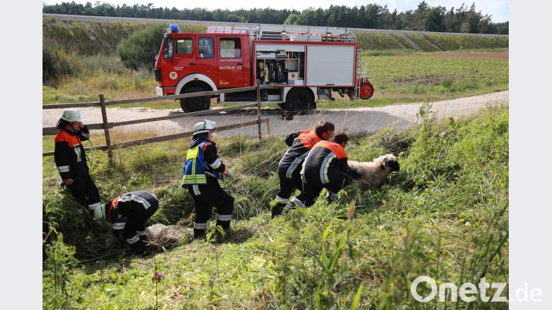Die Einsatzkräfte haben Schafe aus einer hilflosen Lage gerettet. jma