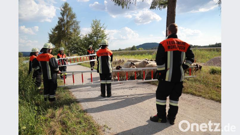 Die Einsatzkräfte haben Schafe aus einer hilflosen Lage gerettet. jma