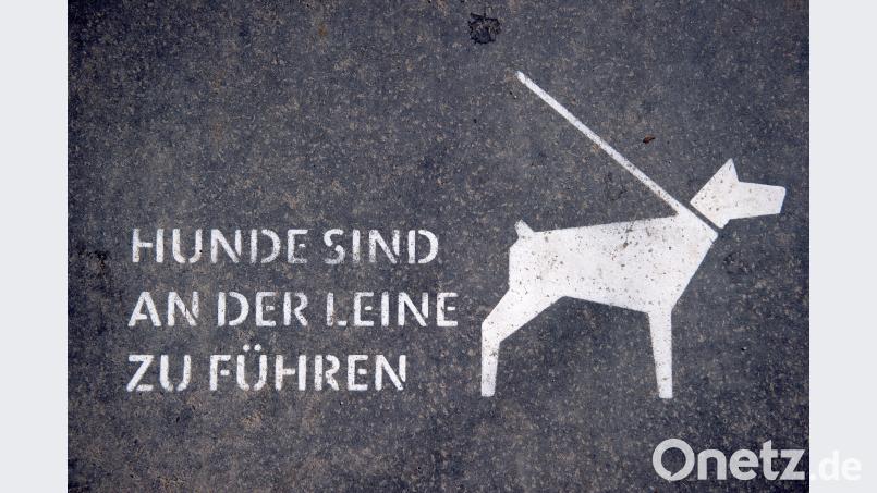 Auf der Liegewiese des Weiherhammerer Baggerweihers gelten seit kurzem neue Spielregeln: Hunde sind an der Leine zu führen. Daniel Naupold/dpa