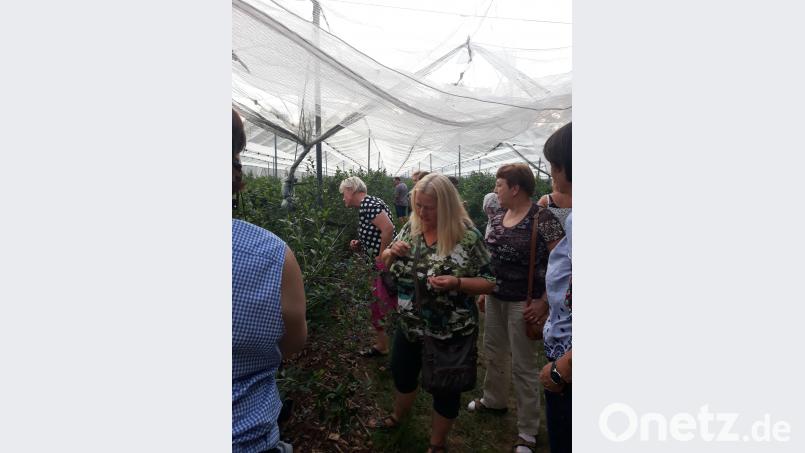 Frisch vom Strauch schmecken die Früchte besonders gut. wlr