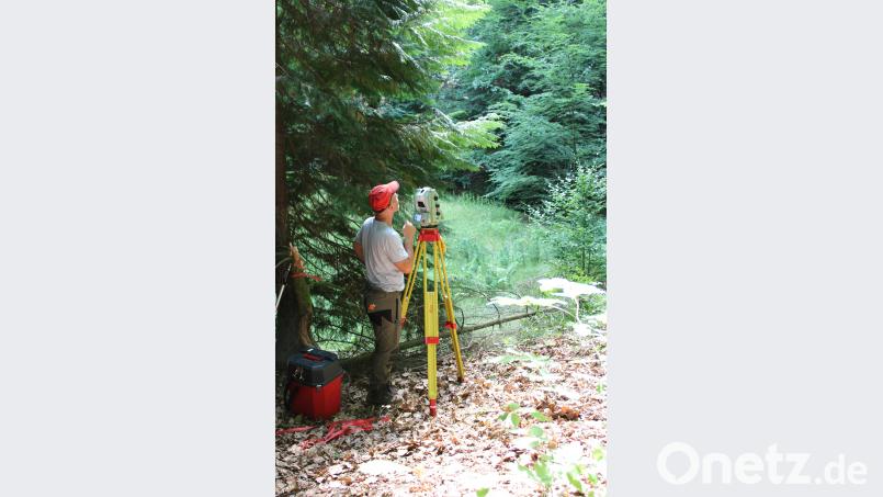 Der Baum selbst ist viel zu groß für ein Foto. Deshalb ist hier nur der Experte beim Vermessen zu sehen. LWF/exb