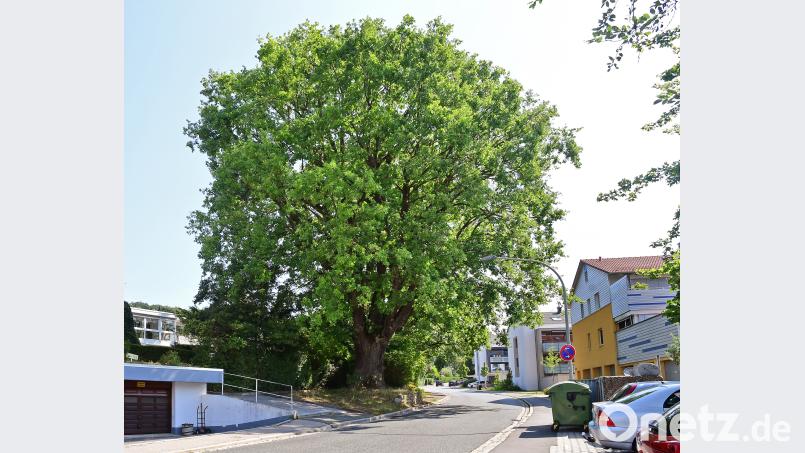 Baum in der Jahnstraße Petra Hartl