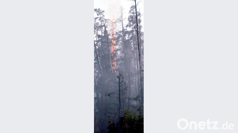 Während der Löscharbeiten fängt ein Baum erneut Feuer. gf