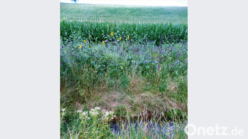 Fein getrennt: Bach, Bachrand, Erosions-Hemmstreifen und Mais - soweit das Auge reicht. jml