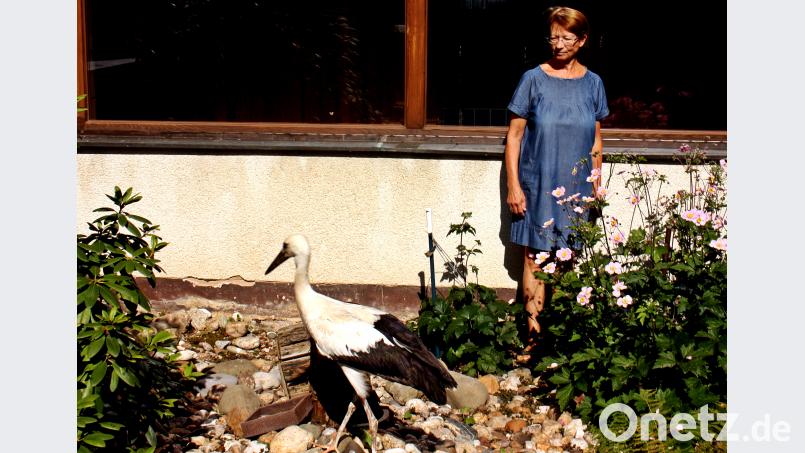 Der Jungstorch hat eine gute Betreuung. Langsam wird es Zeit mit dem Ausflug. Wenn die drei Störche vom Nest abfliegen, dann sollte auch der Abstürzer sich dazugesellen. zer