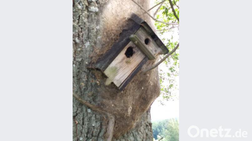 Verschiedene Tierarten lockt dieser Nistkasten an einer Eiche an. Entdeckt hat ihn Armin Heuberger, der Vorsitzende des Obst- und Gartenbauvereins, in Schönlind, am Ortseingang von Irlbach her. ct