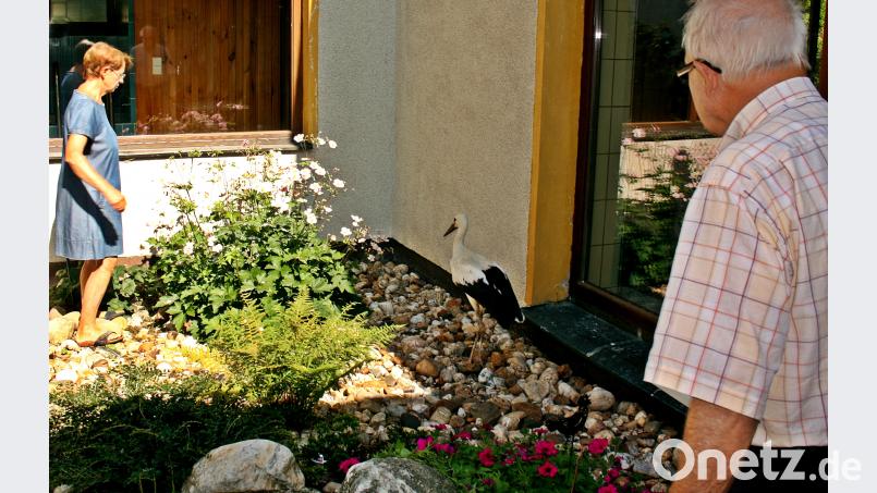 Der Jungstorch hat eine gute Betreuung. Langsam wird es Zeit mit dem Ausflug. Wenn die drei Störche vom Nest abfliegen, dann sollte auch der Abstürzer sich dazugesellen. zer