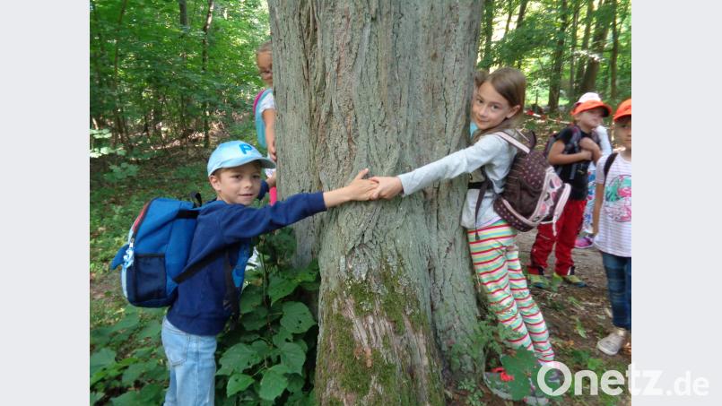 Hoch interessant ist für die Kinder der Walderlebnistag mit Försterin Renate Feuchtmeyer am Kalvarienberg. Erstaunt stellen sie fest, dass es vier Kinder braucht, um den Stamm einer groß gewachsenen Linde zu umfassen. u