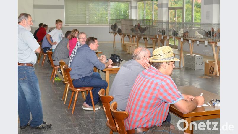 Angestrengt lauschten die Schiedsrichter jedem Laut der unmittelbar im Sichtfeld postierten Hähne. Bild: fjo fjo