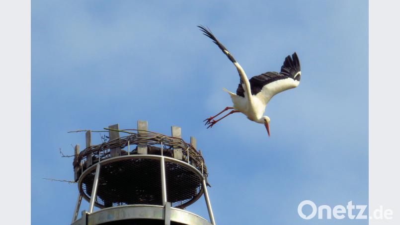 Die Flugkünste von Meister Adebar konnten in diesem Jahr viele Einheimische und Feriengäste beobachten. Vom Nest auf dem Brauereischlot oder seinen „Zweitquartier“ in Frauenreuth, lockten die Männchen um eine Partnerin. bsc