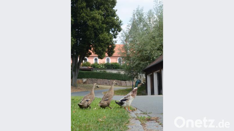 Dörfliche Idylle auf dem Dorfplatz von Ilsenbach. In Sachen Lebensqualität und bayerisches Heimatgefühl kann die Gemeinde Püchersreuth hier sicher punkten. Gabi Schönberger